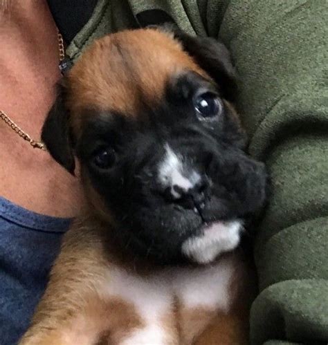 boxer puppies grand junction co|boxer puppies for sale colorado.